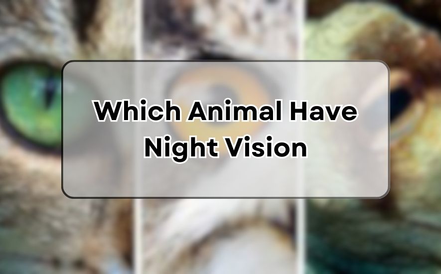 Which Animal Have Night Vision