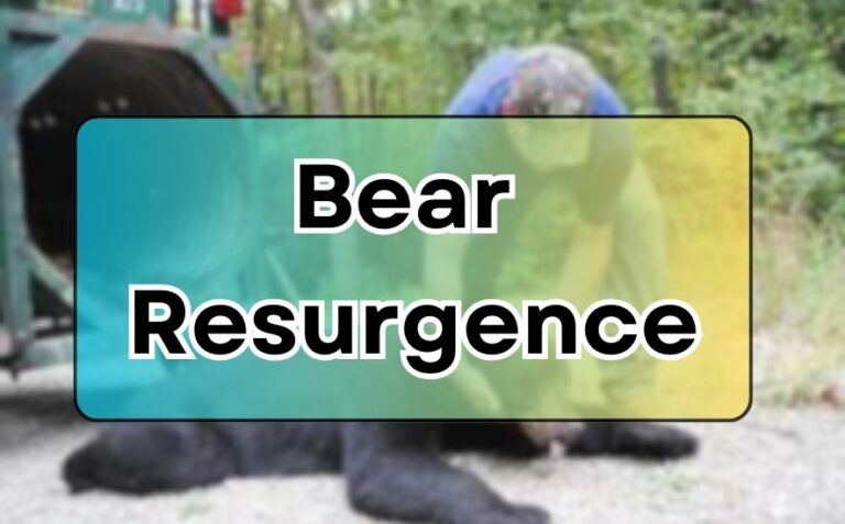 Bear Resurgence