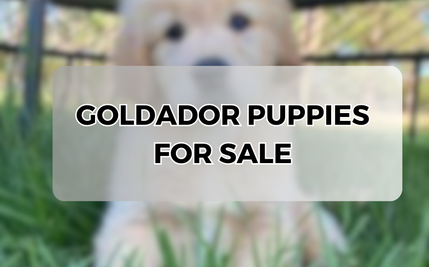 goldador puppies for sale