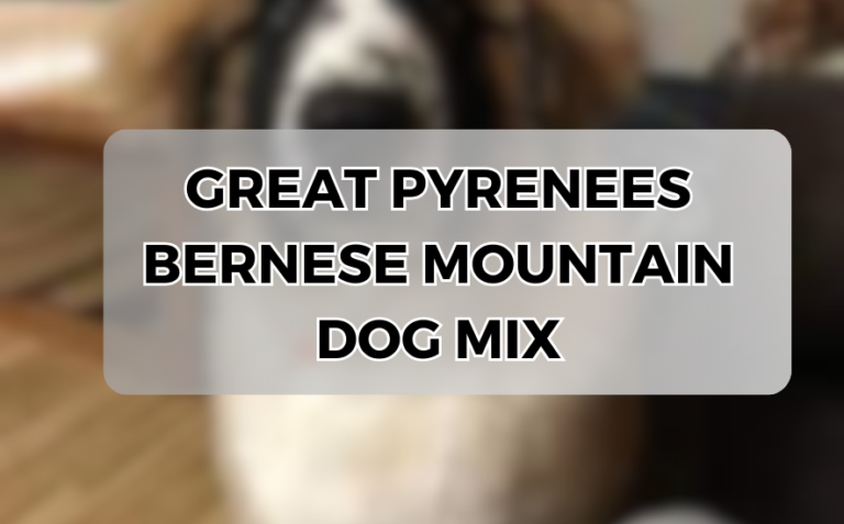 great pyrenees bernese mountain dog mix