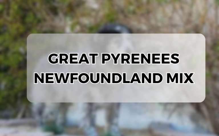 great pyrenees newfoundland mix